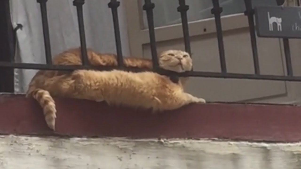 UNUSUAL MEMES COMPILATION V195