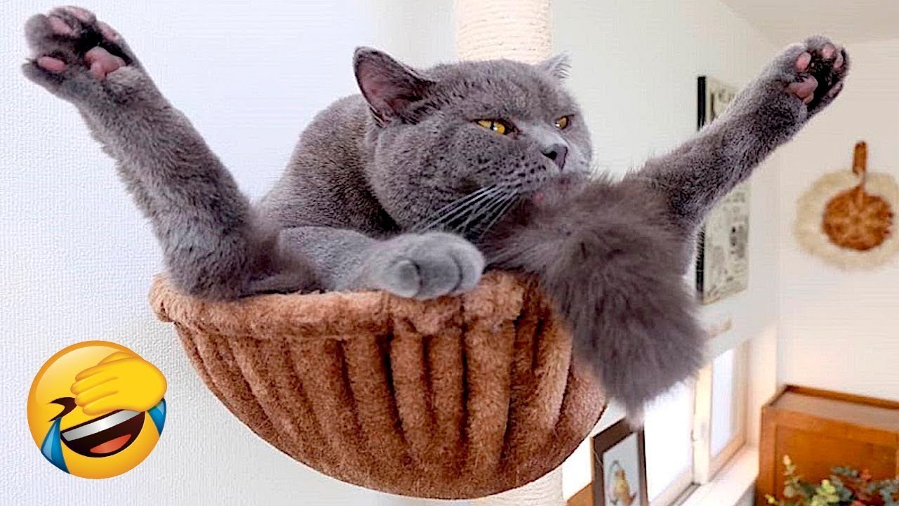 Funny Animal Videos 2022 