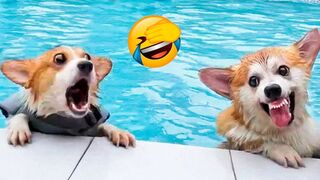Funny Animal Videos 2022