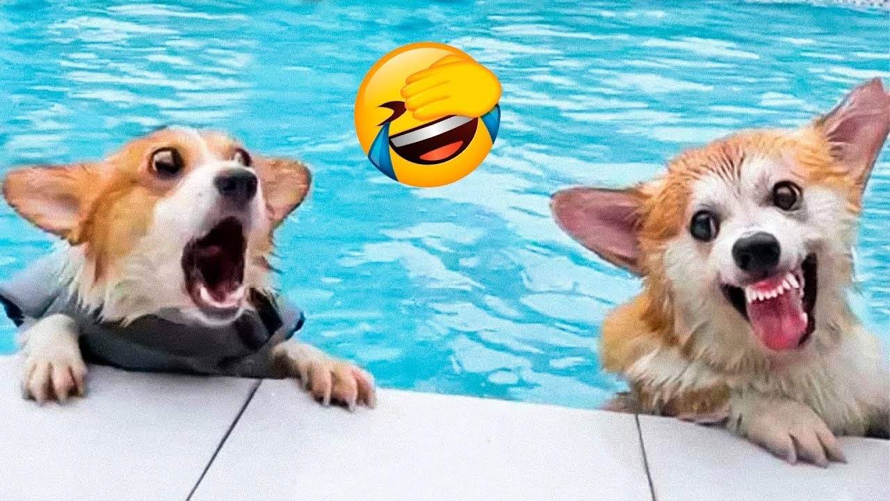 Funny Animal Videos 2022 