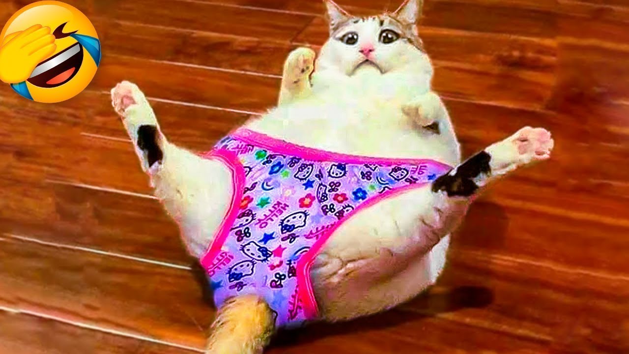 Funny Animal Videos 2022 