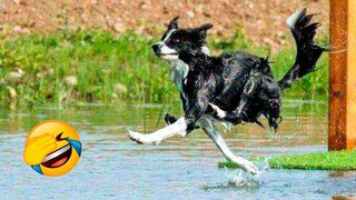 Funny Animal Videos 2022