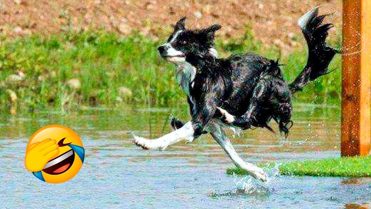 Funny Animal Videos 2022 