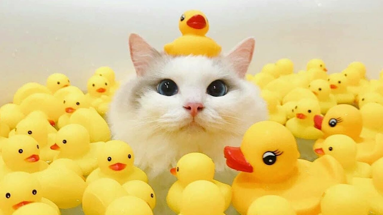 Funny Animal Videos 2022 