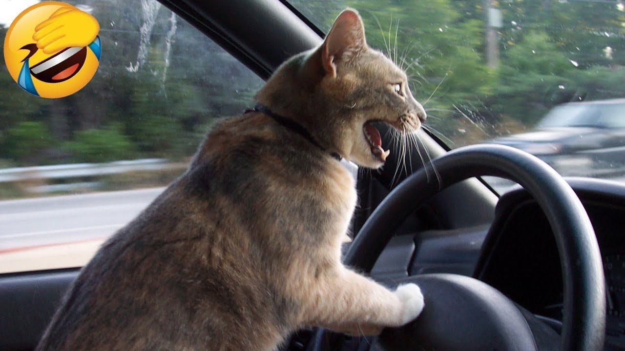 Funny Animal Videos 2022 