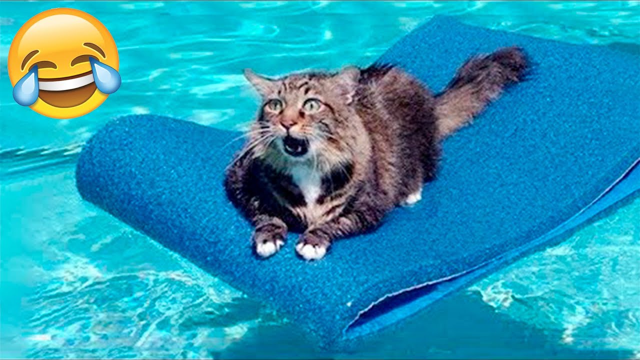 Funny Animal Videos 2022 
