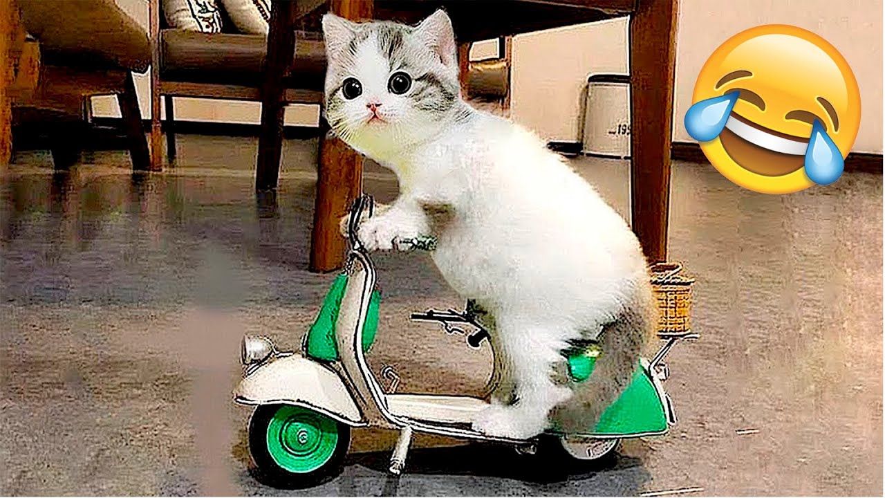 Funny Animal Videos 2022 