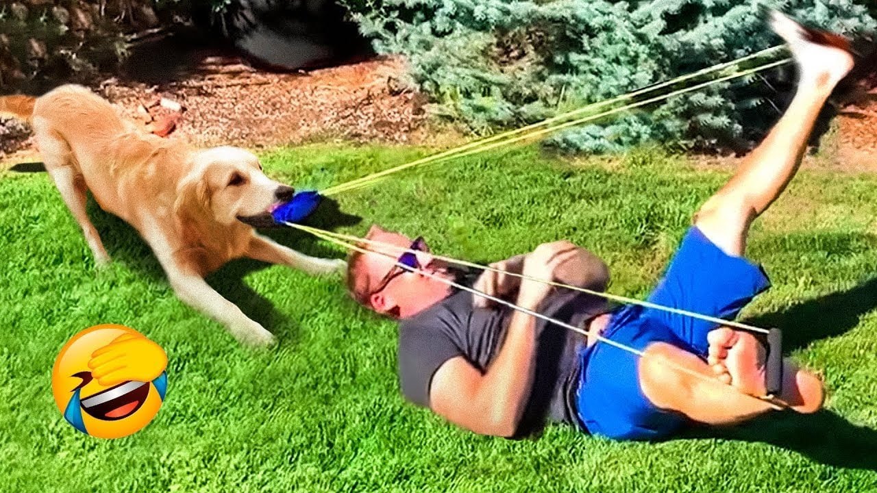 Funny Animal Videos 2022 