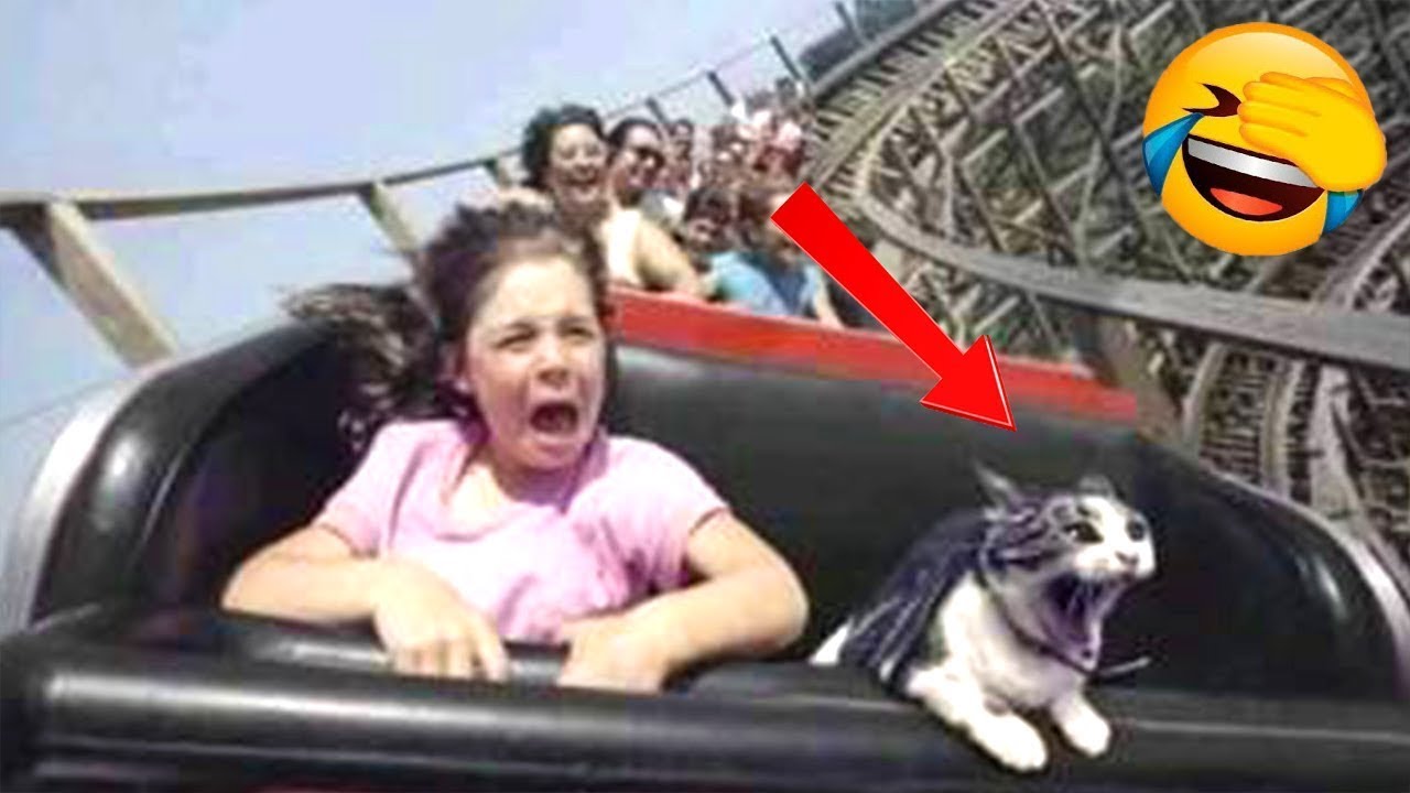 Funny Animal Videos 2022 