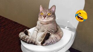 Funny Animal Videos 2022