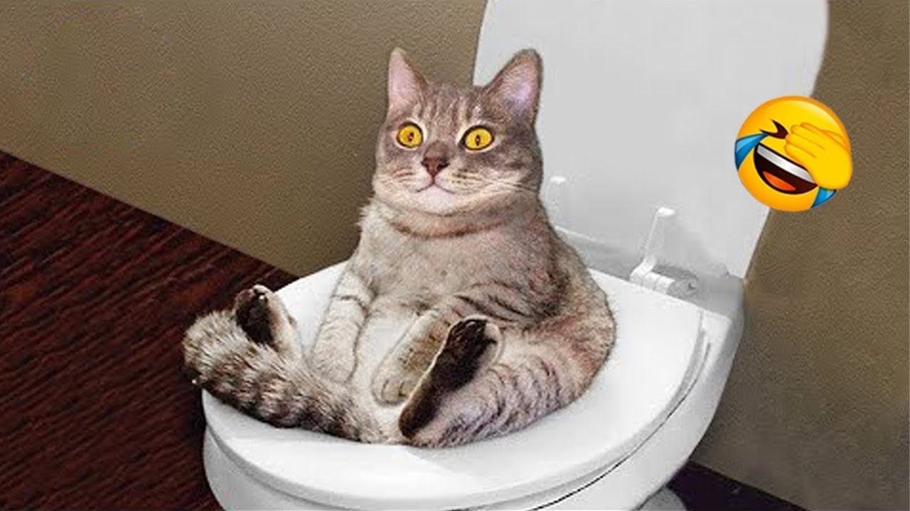Funny Animal Videos 2022 
