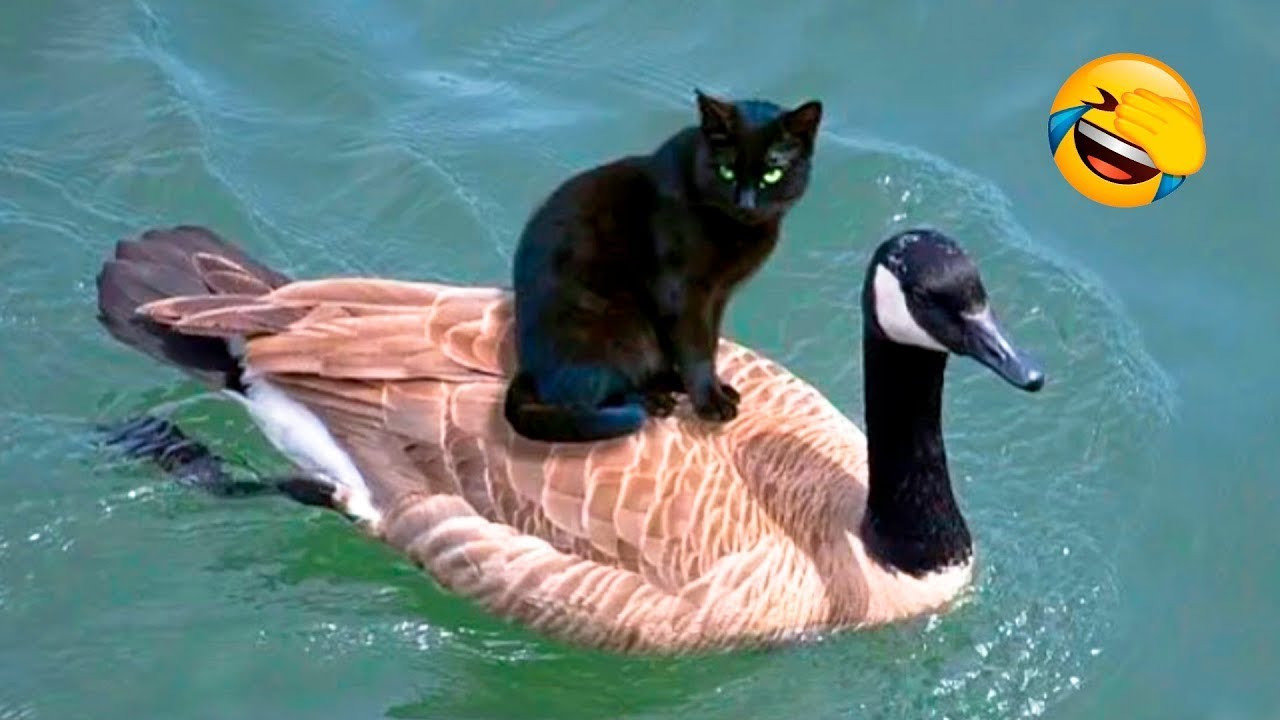 Funny Animal Videos 2022 