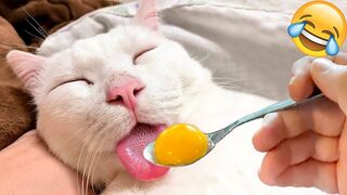 Funny Animal Videos 2022