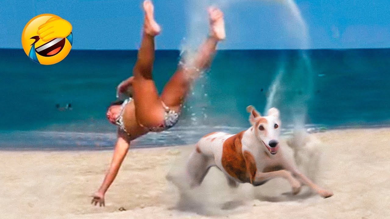 Funny Animals Video - Best Cats