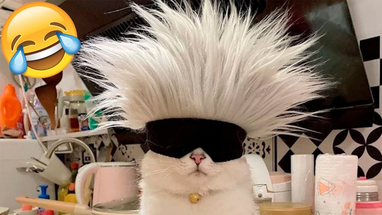 Funny Animal Videos 2022 