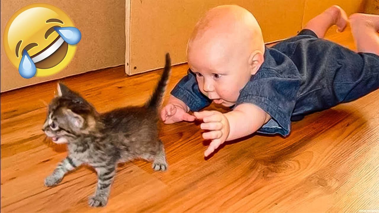 Funny Animal Videos 2022 