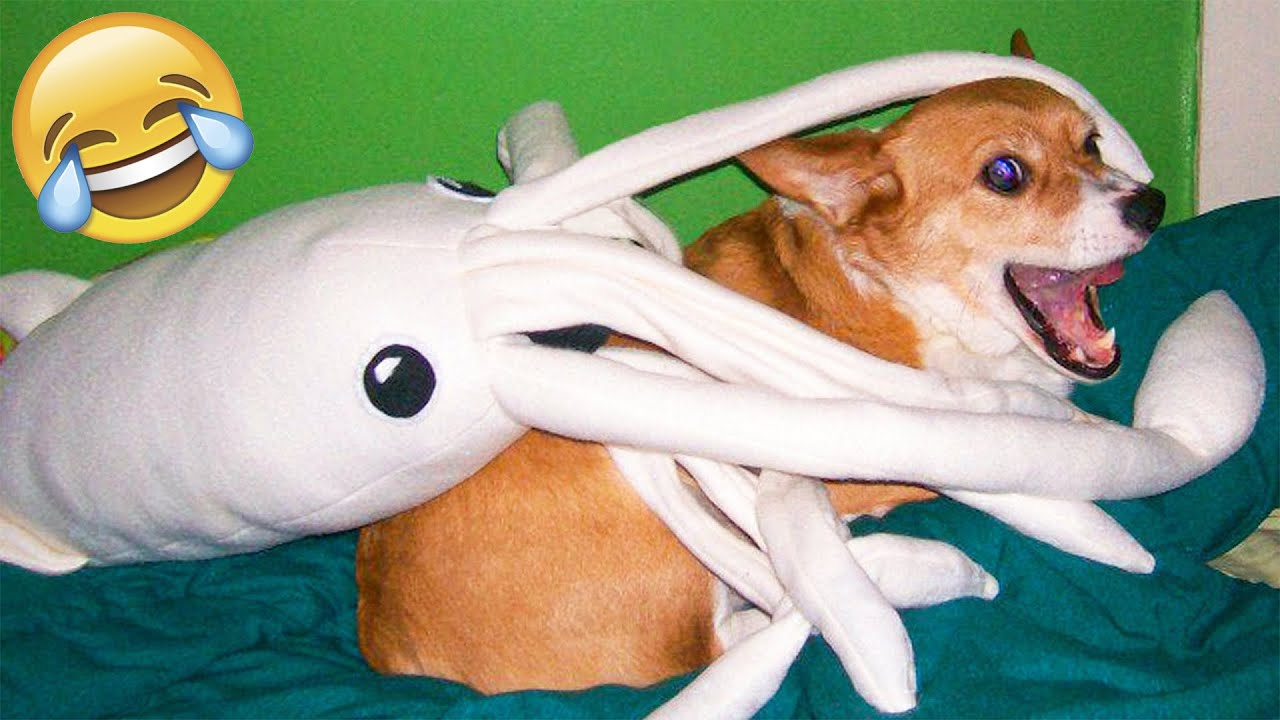 Funny Animal Videos 2022 