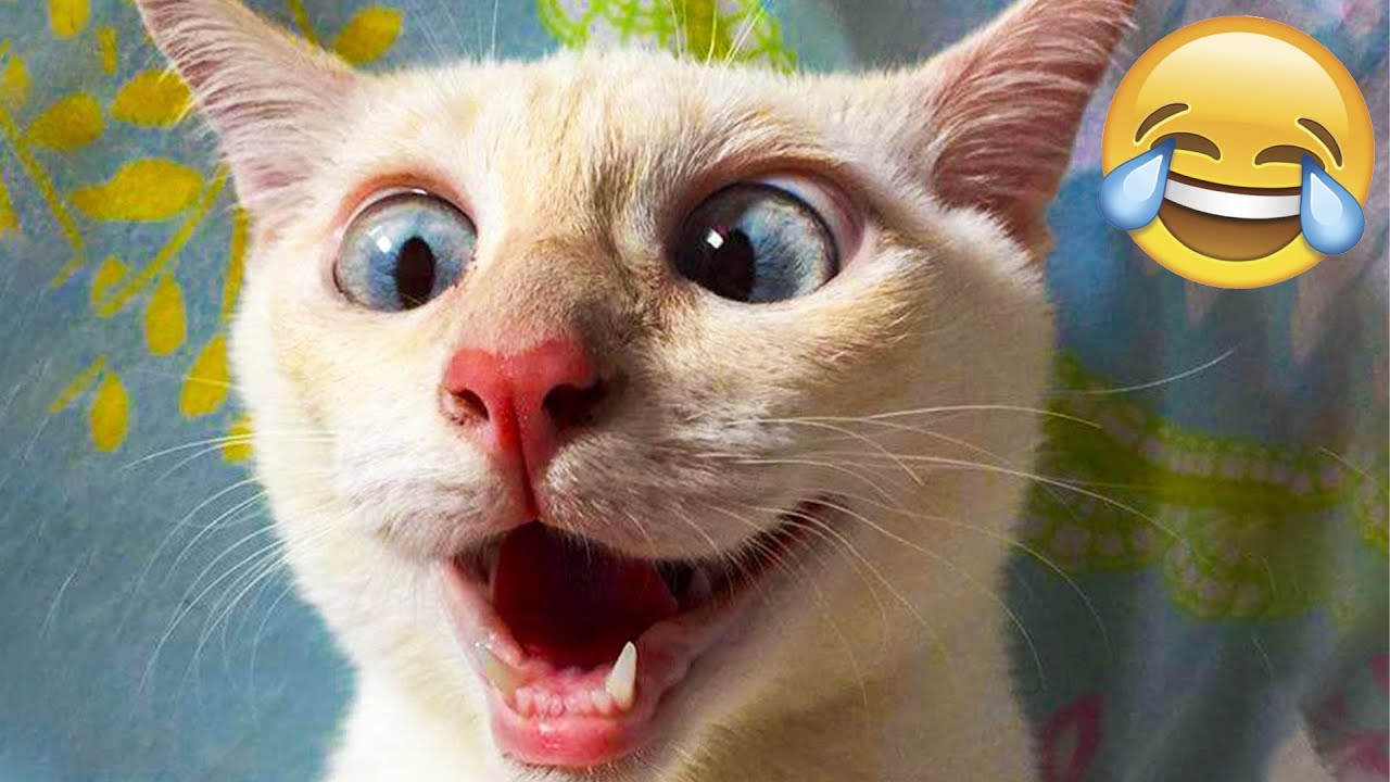 Funny Animal Videos 2022 