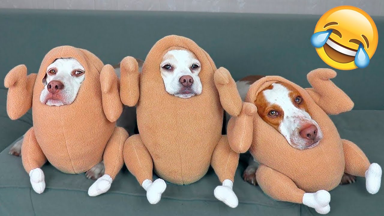 Funny Animal Videos 2022 