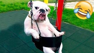 Funny Animal Videos 2022