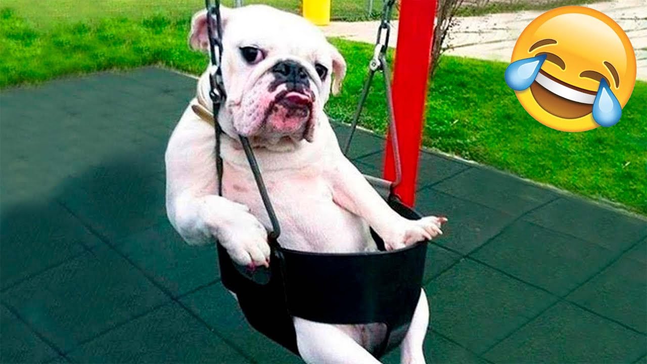 Funny Animal Videos 2022 