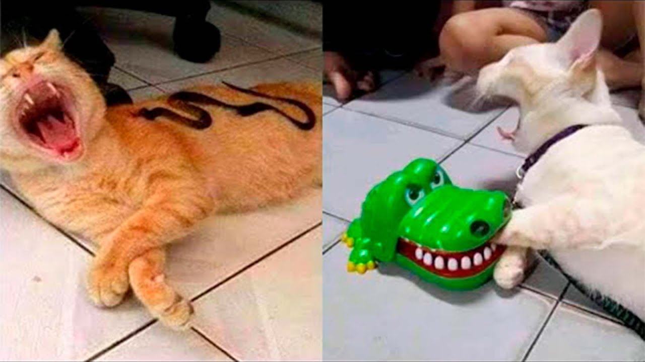 Funny Animal Videos 2022 