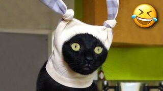 Funny Animal Videos 2022