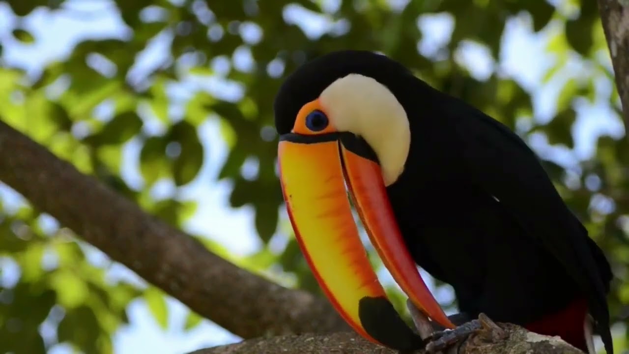 Birds, nature and piano melody.