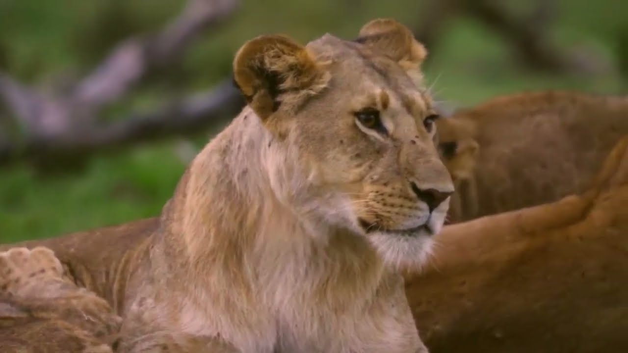 The life of lions in nature.