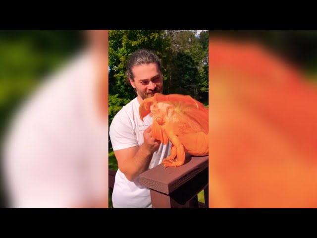 Funny Animals