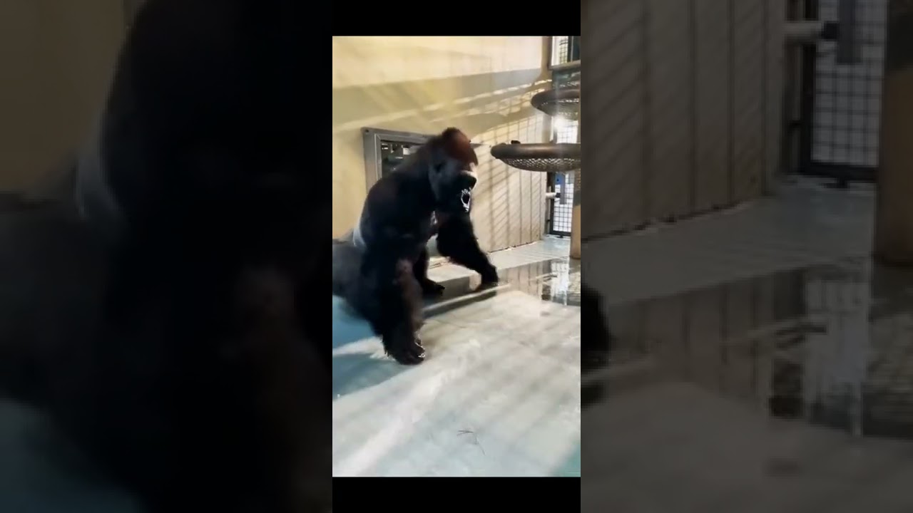 funny monkey videos.