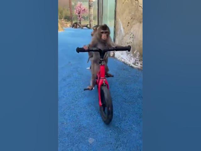 funny videos animals