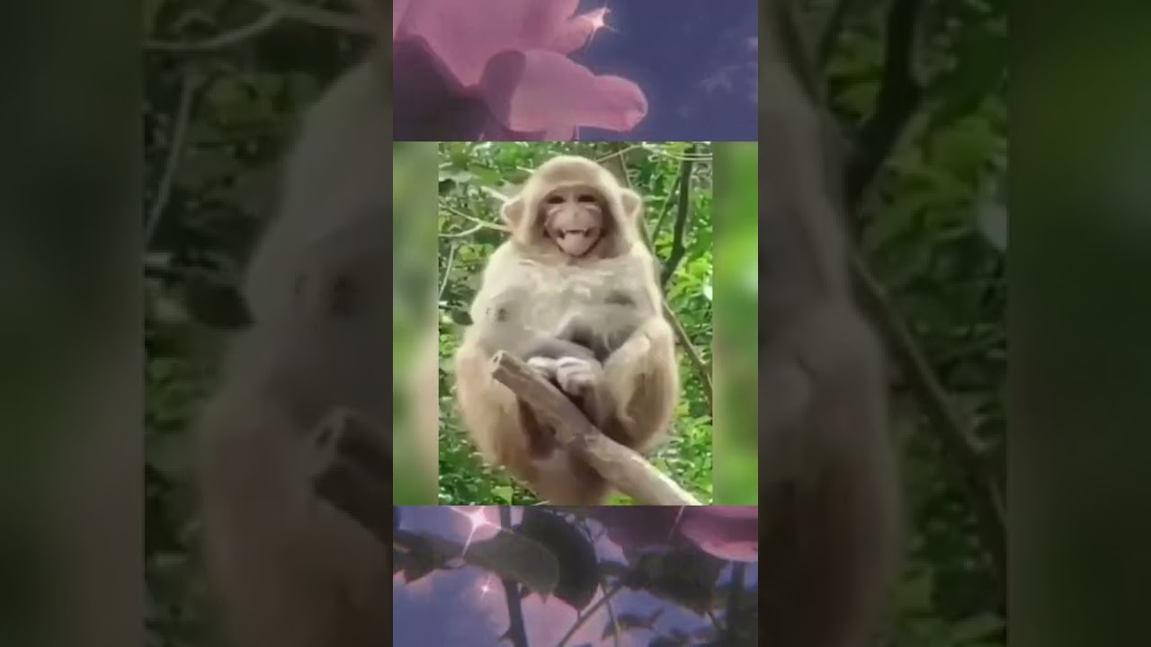 Funniest Cat Videos