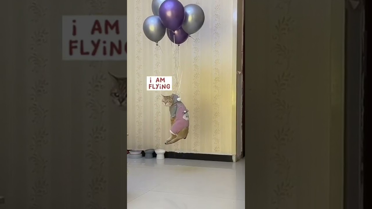 (funny animals videos) Enjoy funny video cat and dog