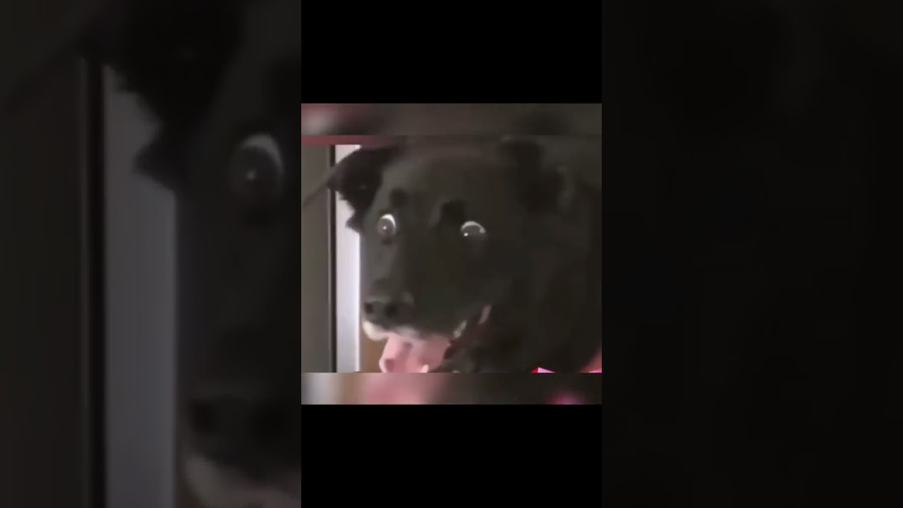 funny videos animals