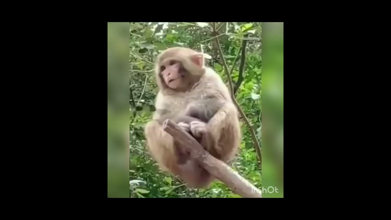 funny dogs  and cats  will make you laugh hard try not to laugh ...