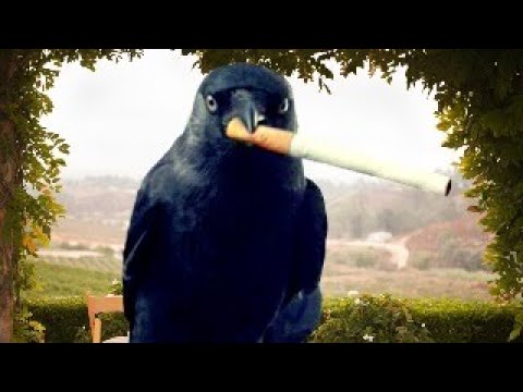The most amazing and intelligent animals videos compilation ever #animals #shorts #funny