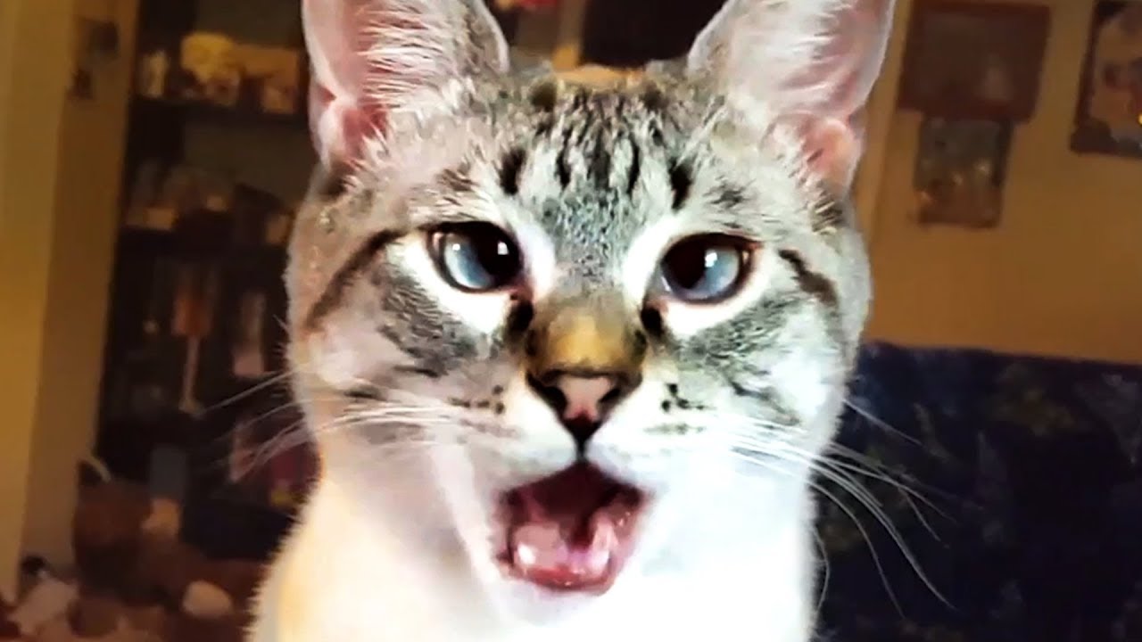 THE BEST CUTE AND FUNNY CAT VIDEOS OF 2019! 