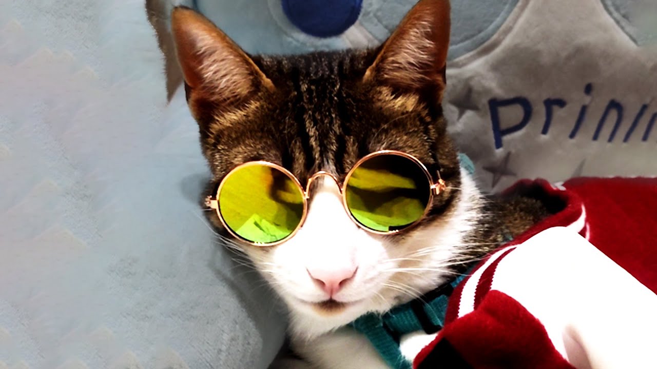 THE BEST CUTE AND FUNNY CAT VIDEOS OF 2020! 