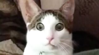 MUST WATCH CAT VIDEOS!