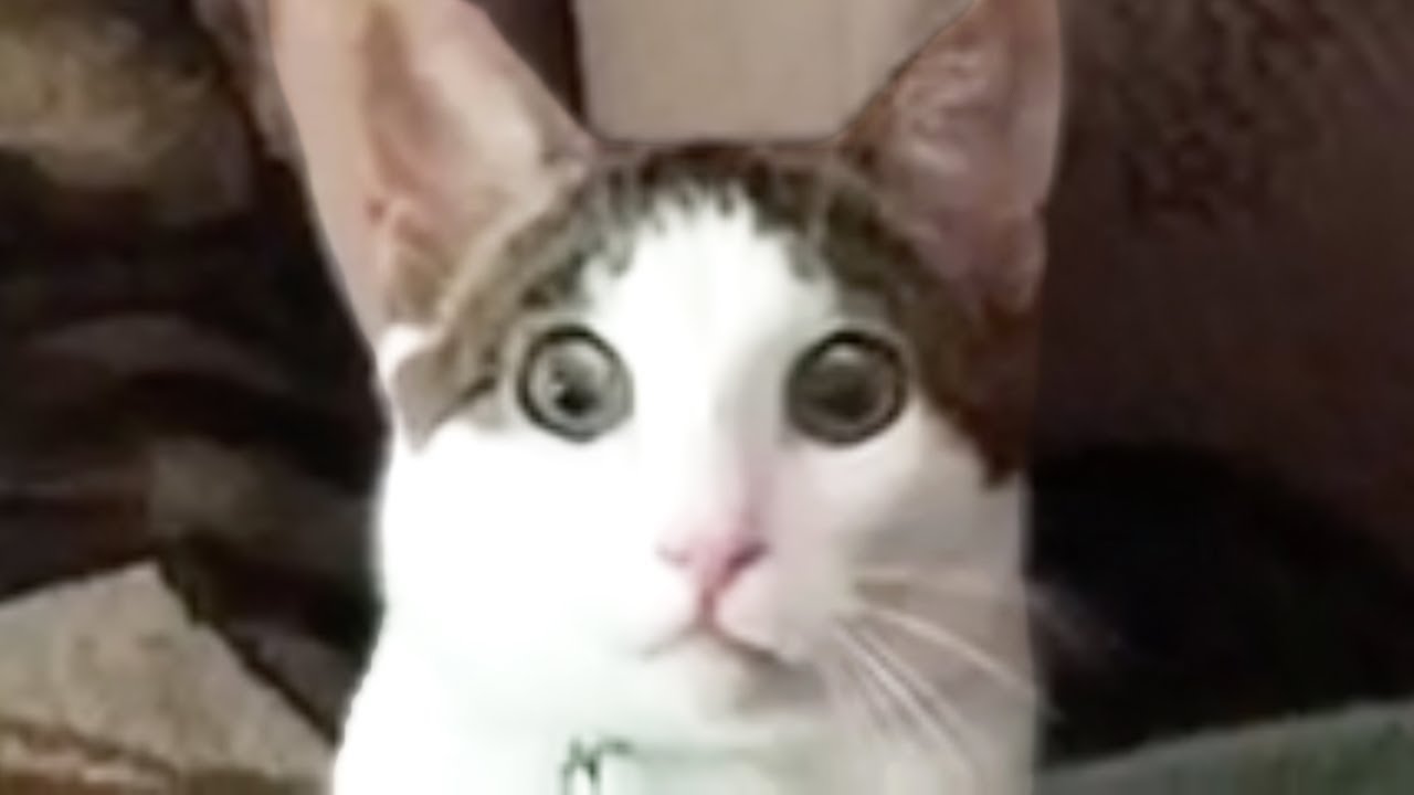 MUST WATCH CAT VIDEOS! 