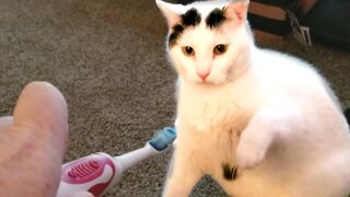 Cat Videos to Make You Smile! Cute and Funny Cats
