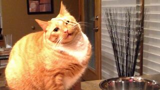 FUNNY CAT VIDEOS!