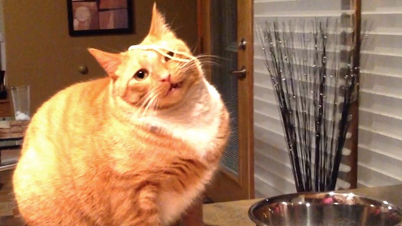 FUNNY CAT VIDEOS! 