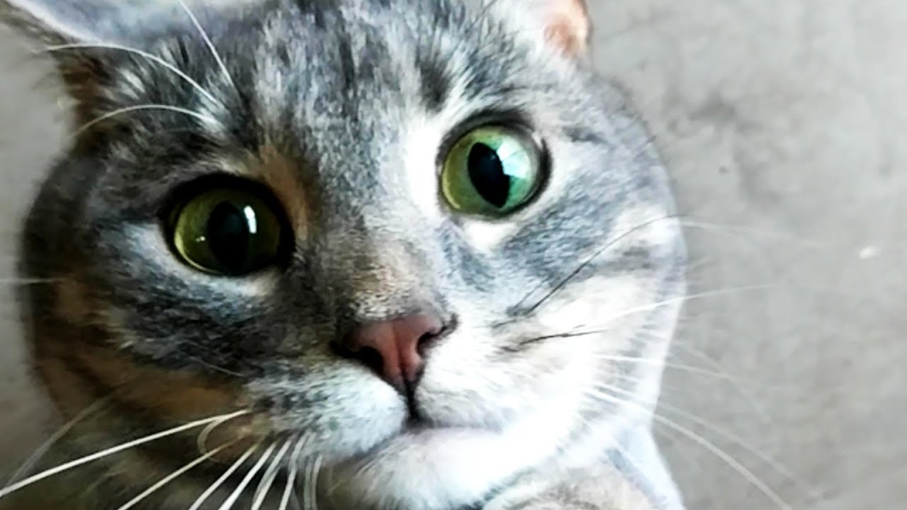 FUNNY CUTE CAT VIDEOS OF THE WEEK! 
