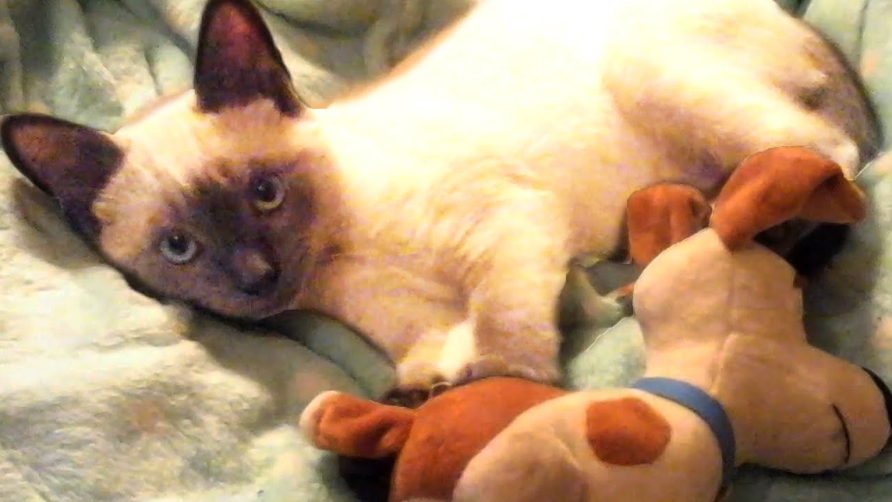 Cute and Funny Cat Videos to Brighten Your Day! 