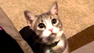 Cat Videos To Make Your Day! Cute and Funny Cats