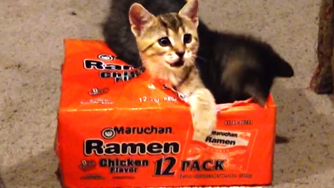 Cute and Funny Cat Videos to Watch While Staying Inside! 