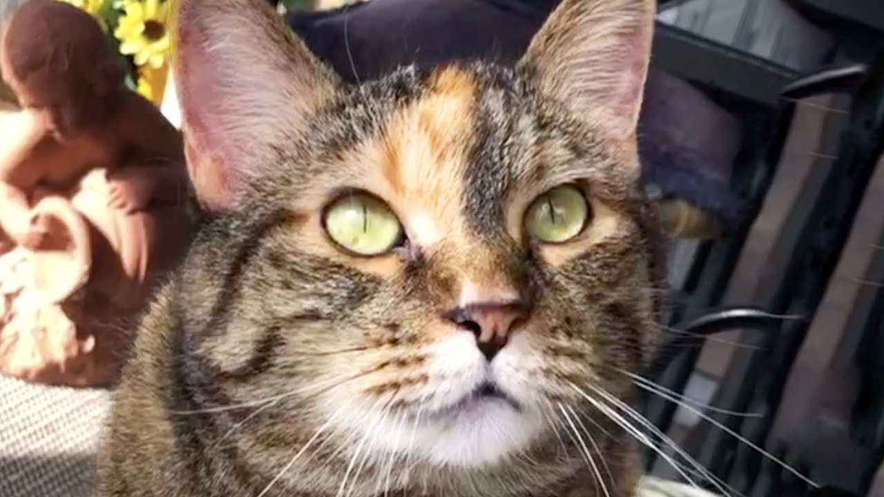 CUTEST CATS OF THE WEEK! 