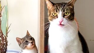 CAT VIDEOS TO START YOUR SEPTEMBER! Cute and Funny Cats